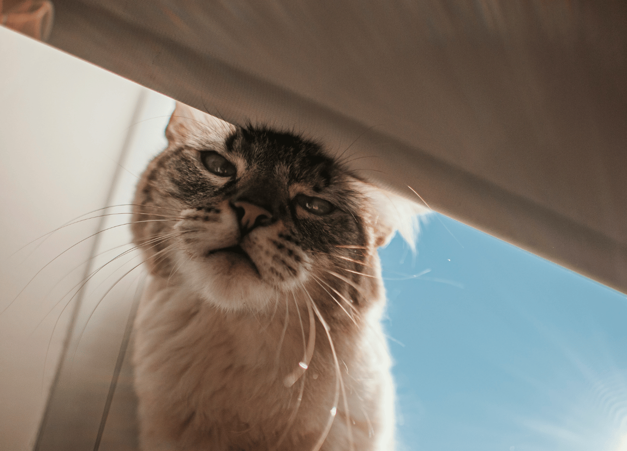 7 Curious Cat Behaviors and Why They Do Them